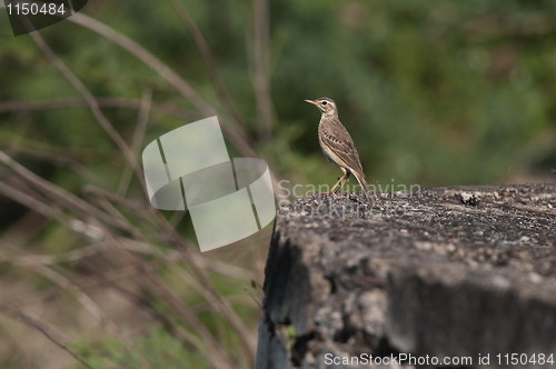 Image of Paddy Field Pipit