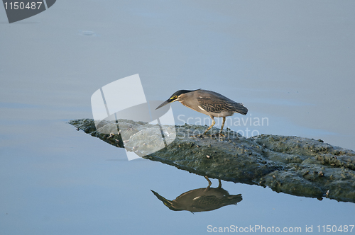 Image of Little Green Heron