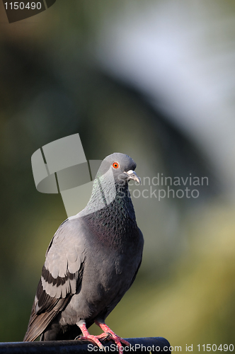 Image of Pigeon