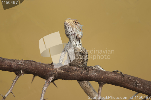 Image of Garden Lizard