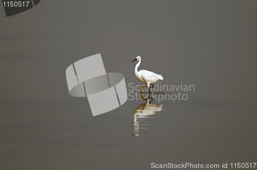 Image of Egret