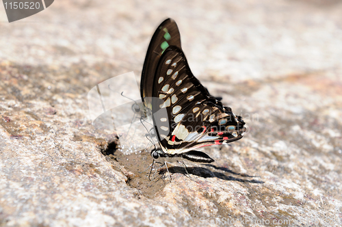 Image of butterflies