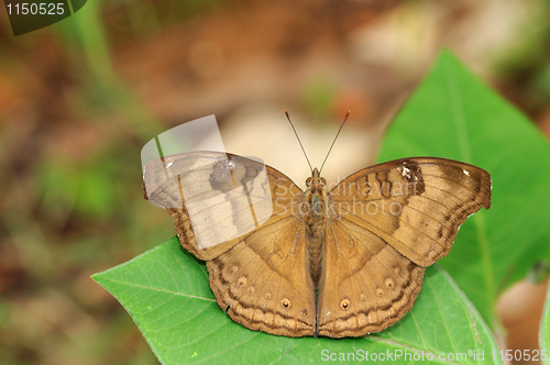 Image of Chocolate Pansy