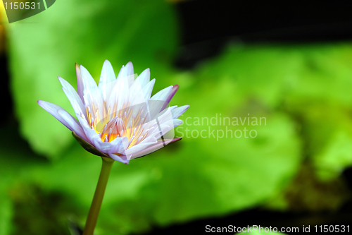 Image of Pink Lily