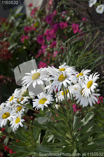 Image of Daisies