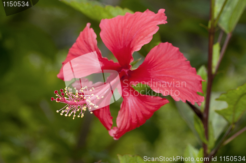 Image of Hibiscus