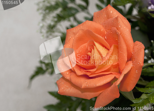 Image of Orange Rose