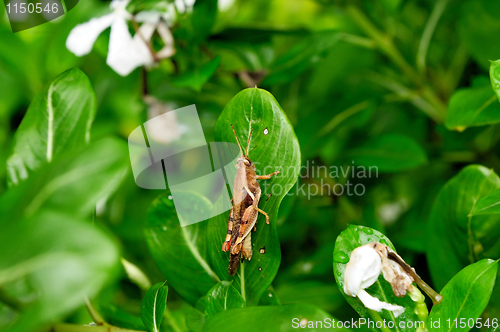 Image of grasshopper