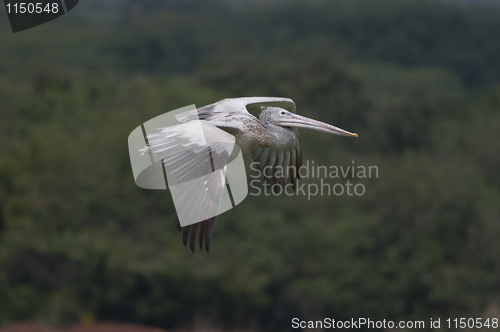 Image of Spot Billed Pelican