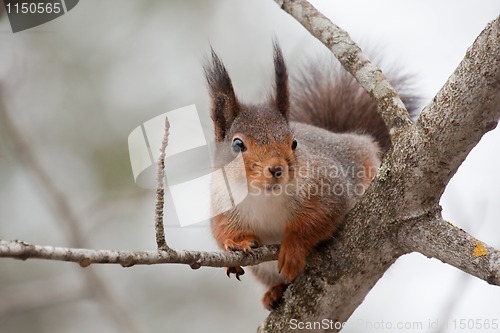 Image of Red squirrel in tree