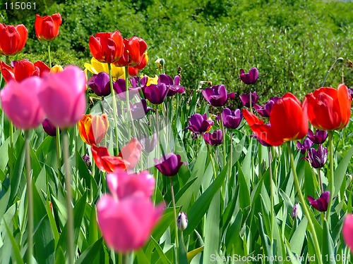 Image of Field of tulips