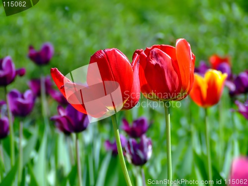 Image of Field with two tulips