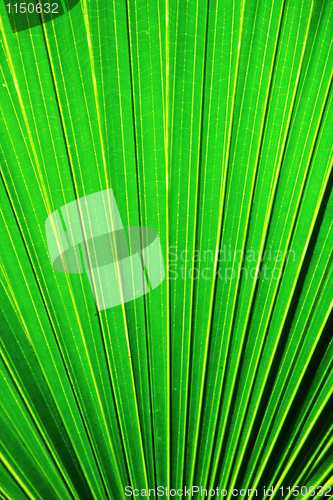Image of Chusan Palm Leaf section 