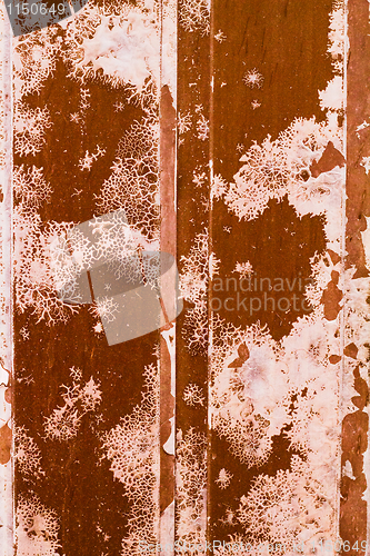 Image of fungus metal background