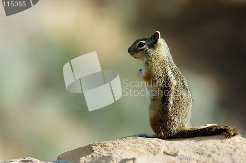 Image of Ground squirrel