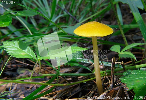 Image of Yellow Mushroom