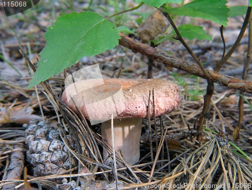 Image of Lactarius torminosus