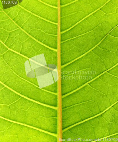 Image of Leaf close up