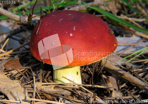 Image of Red russule