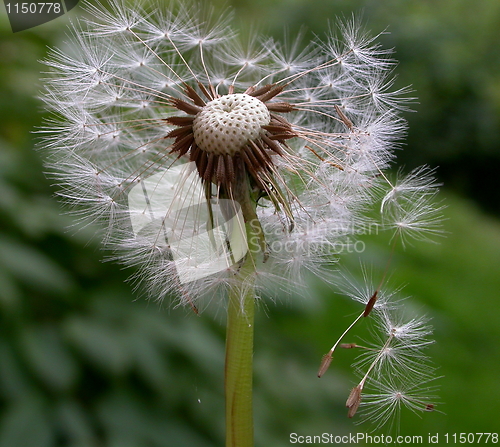 Image of dandelion seeds