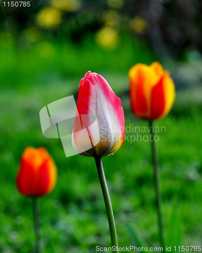 Image of Tree tulips