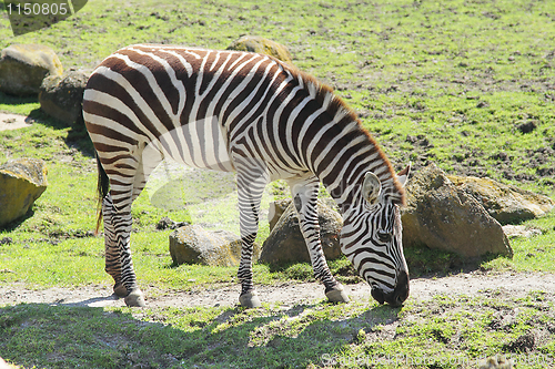 Image of Zebra in zoo