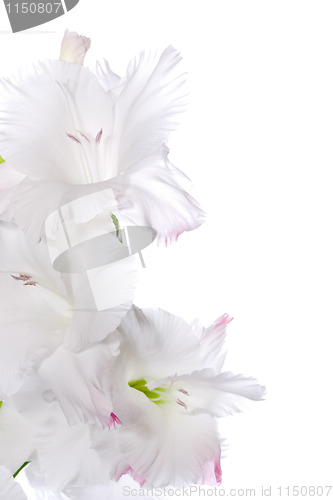 Image of Beautiful White Gladiolus 