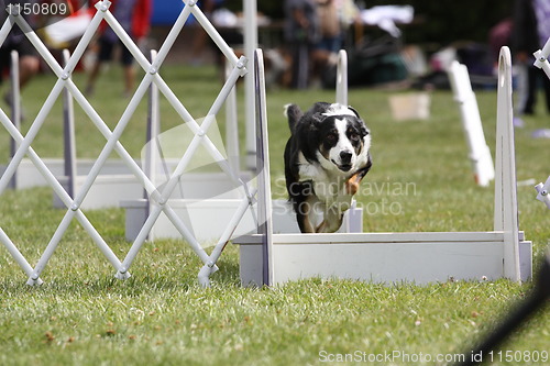 Image of Border Collie