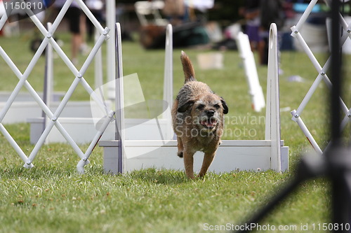 Image of Dog Exercising