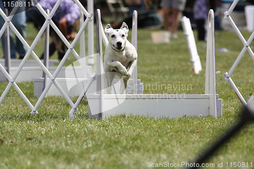 Image of Dog Exercising