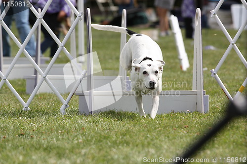 Image of Dog Exercising