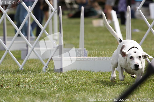 Image of Dog Exercising