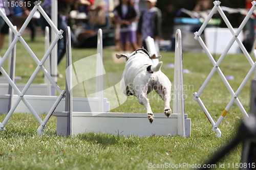 Image of Dog Exercising