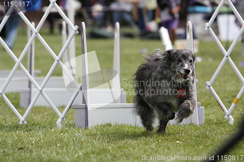 Image of Dog Exercising