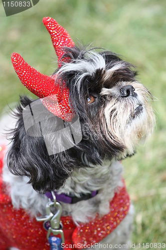 Image of Shih Tzu