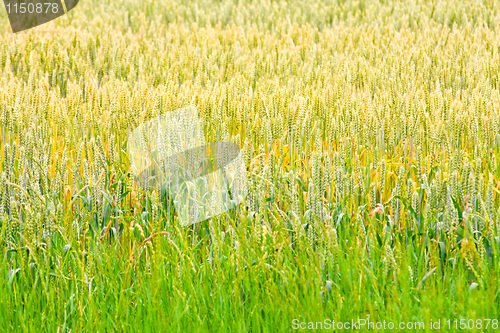Image of Wheat crops 2