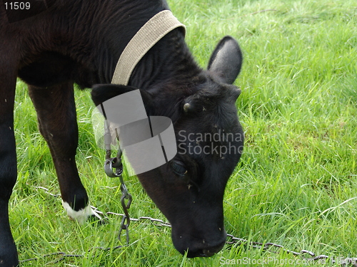 Image of Nice black calf