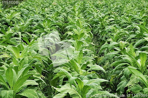 Image of Tobacco farming