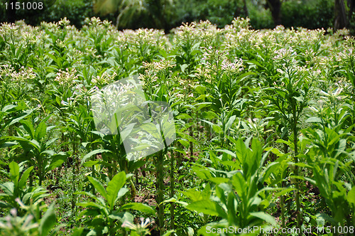 Image of Tobacco farming