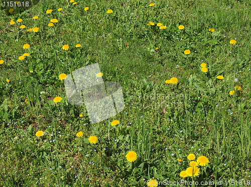 Image of Grass meadow