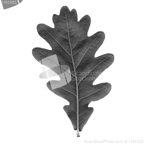 Image of Oak leaf
