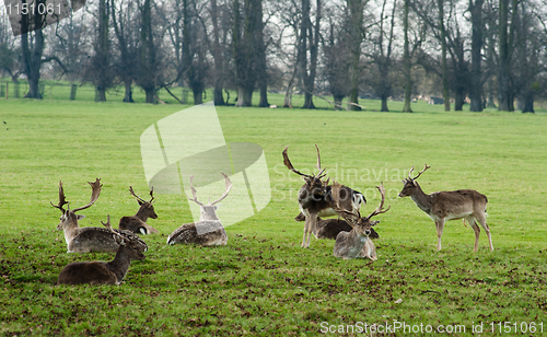 Image of Deer