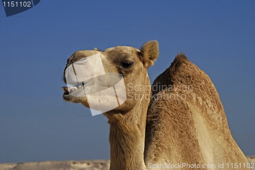 Image of camel