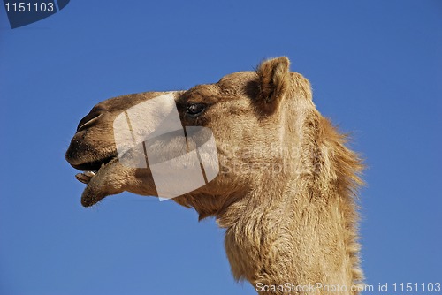 Image of camel