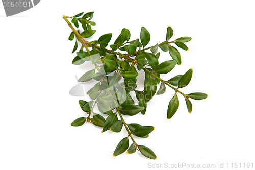 Image of Boxwood