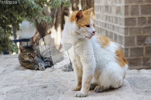 Image of Stray cats in Jerusalem.