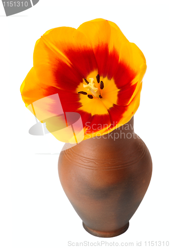 Image of Tulip flower in a pot of red clay.