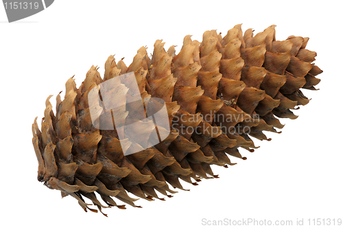 Image of Fir-cone