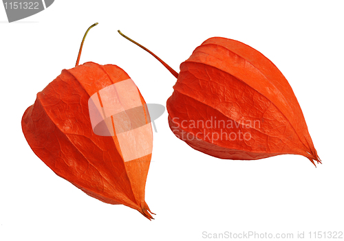 Image of Physalis, isolated