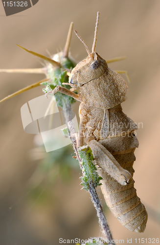 Image of Grasshopper